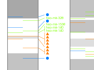 Sample idiographica generated idiogram (zoom up)